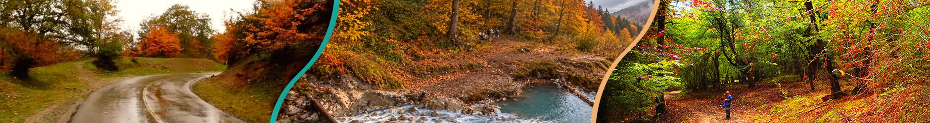 تور جنگل بلیران